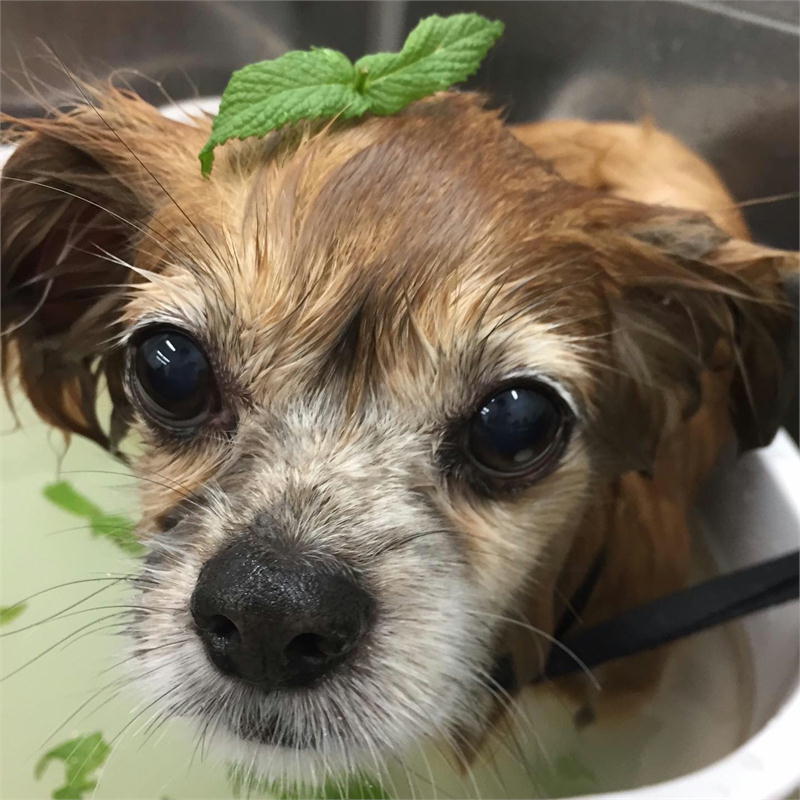 冷やしわんこおふろ