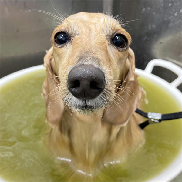 ニームのおふろ