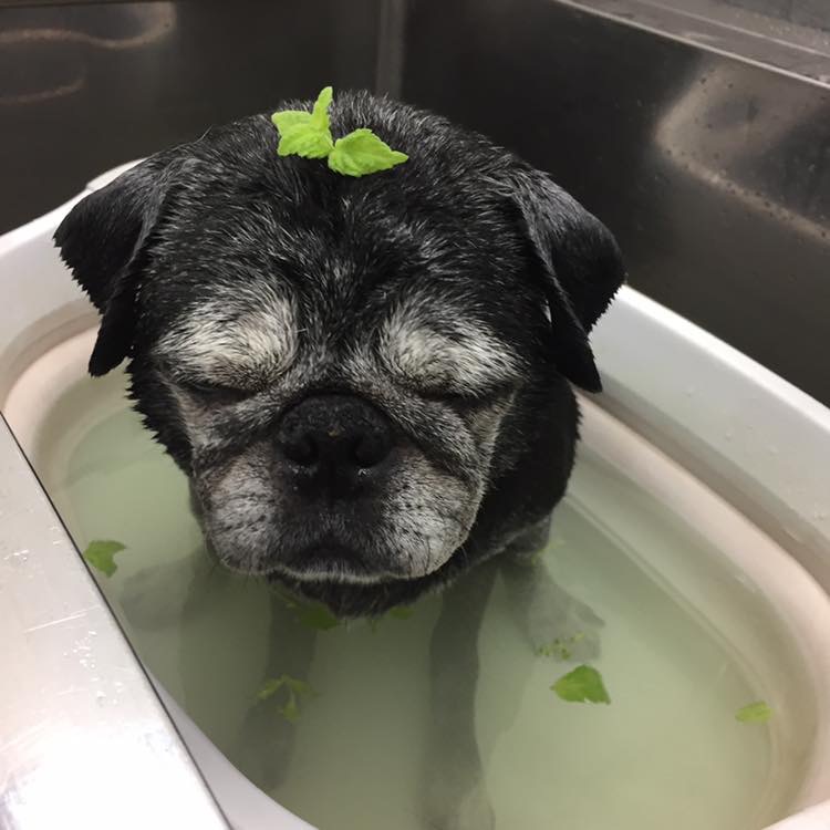 冷やしわんこおふろ